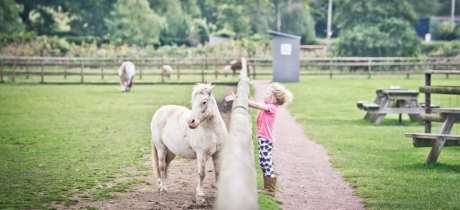 Girl petting horse at Cefn Mably Farm Park in Cardiff