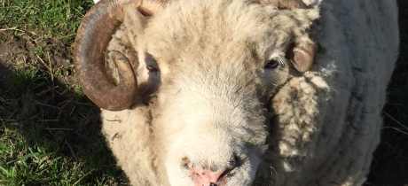 Sheep at Down at the Farm in Houghton le Spring