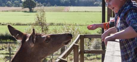 Kids feeding deer at Highland Safaris in Aberfeldy