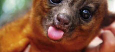 Kinkajou at Ark Wildlife Park in Stickney