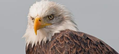 The Raptor Foundation - Featured Image - 3
