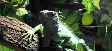 The Raptor Foundation - Featured Image - 2