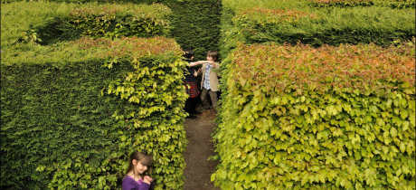 Kids in maze at Traquair House