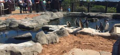 Some penguins at Sea Life in Scarborough