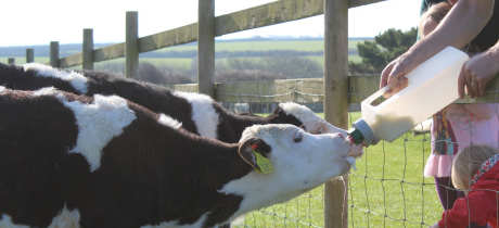 People bottle feed calves at Old MacDonalds Farm in Padstow