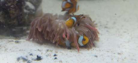 Clownfish at Sealife Adventure in Southend on Sea