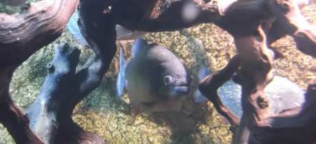 Piranha at Sealife Adventure in Southend on Sea