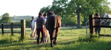 Horses at Barrow Hall Stables in Bury St Edmunds