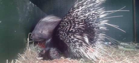 Porcupine at Curraghs Wildlife Park in Ballaugh