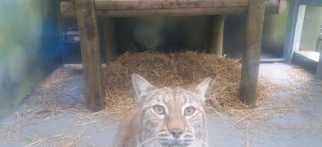 Mountain lion at Curraghs Wildlife Park in Ballaugh