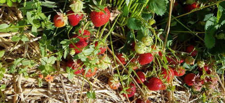 PYO Strawberries at Hillfield Nursery & Farm Shop in Norwich