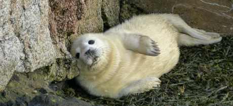 Seal at Scottish Seabird Centre in North Berwick
