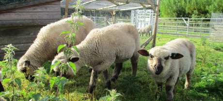 Sheep at Northycote Farm and Country Park in Wolverhampton