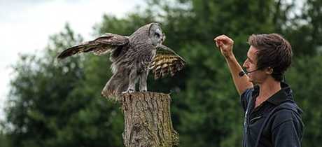 Great Grey Owl at Gauntlet Birds of Prey in Knutsford