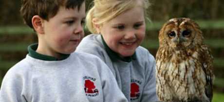 Kids holding Tawny Owl at Gauntlet Birds of Prey in Knutsford