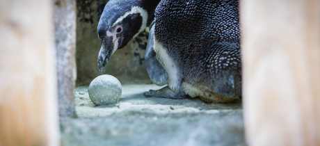 Humboldt Penguin at St Andrews Aquarium