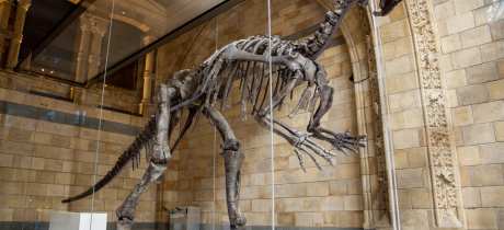 Mantellisaurus skeleton at The Natural History Museum in Kensington