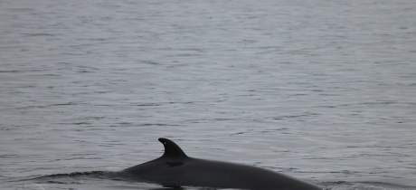 Dolphin at Sea Life Surveys in Isle of Mull