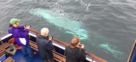 Sighting at Sea Life Surveys in Isle of Mull