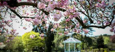 Blossoms at Birmingham Botanical Gardens