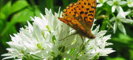 Butterfly on flower at The Monkey Sanctuary in Looe