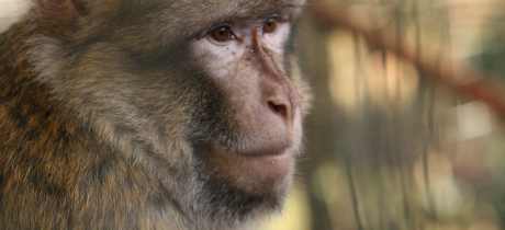Monkey at Wild Futures Monkey Sanctuary in Looe
