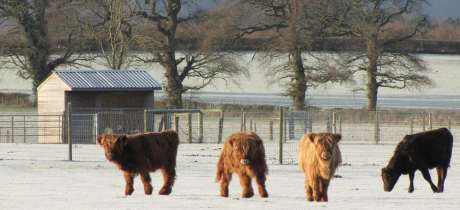 Highland cows at Washbrooks Family Farm in Hassocks