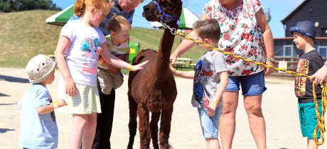 Family petting alpaca at Old MacDonalds Farm & Fun Park in Padstow