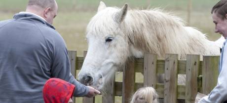 Man feeding horse at Hollow Trees in Ipswich