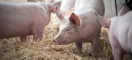 Piglets at Hollow Trees in Ipswich