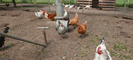 Chickens at Craigie's Farm Shop and Cafe in Edinburgh