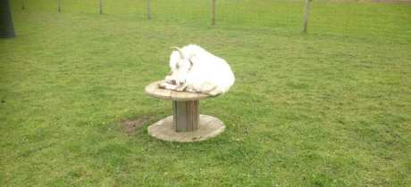 Goat at Paradise Found Educational Farm Park in Sapcote