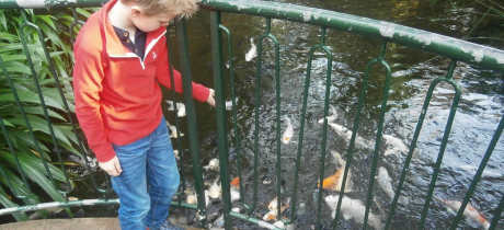 Boy looking at fish at Plantasia Atherstone