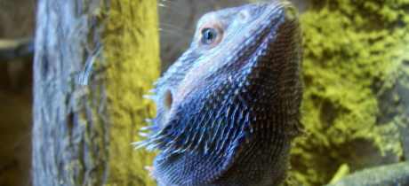 Lizard at Wingham Wildlife Park in Canterbury