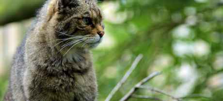 European Wild Cat at Wingham Wildlife Park in Canterbury