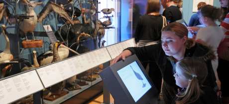 Family reading about birds at The Royal Albert Memorial Museum & Art Gallery in Exeter