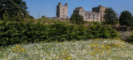 Meadow and castle at Helmsley Walled Garden