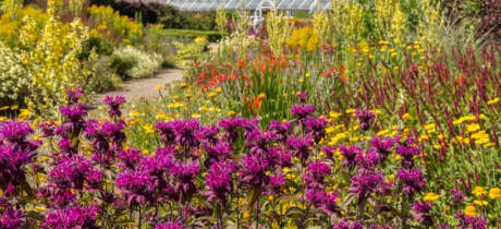 Wild flowers at Helmsley Walled Garden