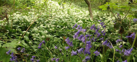Flowers at Lickey Hills Country Park in Birmingham