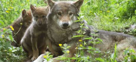 Wolves at Camperdown Wildlife Centre in Dundee