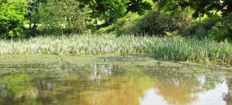 Pond at Pope's Meadow in Bracknell