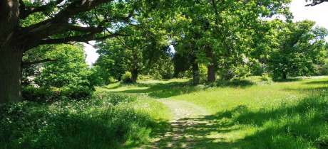 Walking path at Pope's Meadow in Bracknell