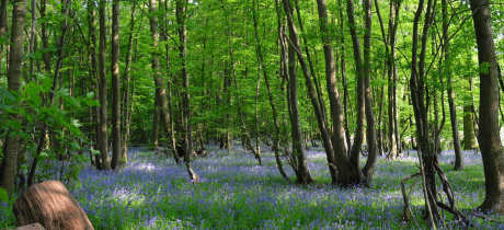 Bluebells at Church Farm in Stevenage