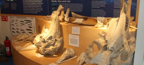 Whale bones at Seadrift-Dunnet Visitor Centre in Wick