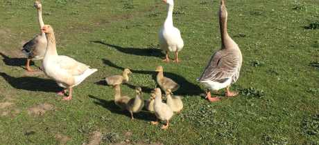 Ducks at Down at the Farm in Houghton Le Spring