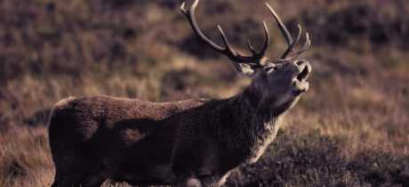 Deer at Highland Safaris in Aberfeldy