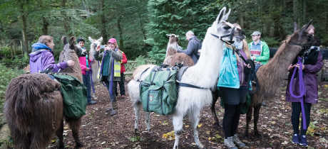 People trekking with llamas at Nidderdale Llamas in Harrogate
