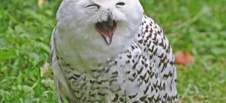 Snow owl at World of Owls in Antrim