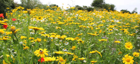 Flower field at Doolin Cave and Farmland Nature Trail in Lisdoonvarna