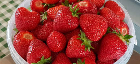 Strawberries at Manor Farm Fruits in Tamworth